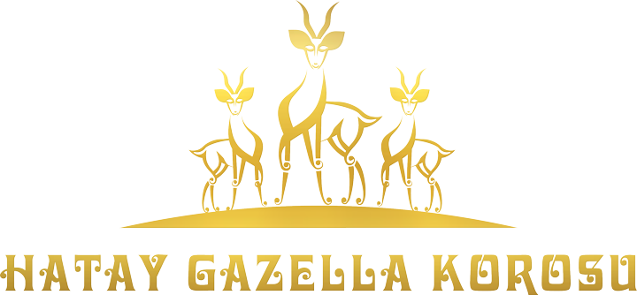 gazella_korosu_gold_2
